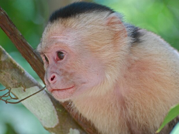 Central America 2009