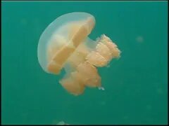 North Pacific Videos